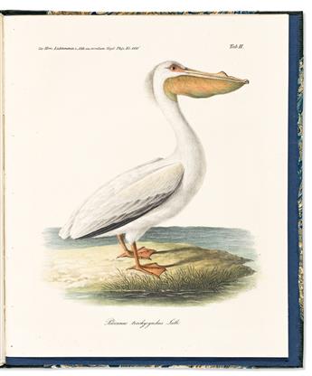 (BIRDS -- CALIFORNIA.) Martin Heinrich Karl von Lichtenstein. Beitrag zur Ornithologischen Fauna von Californien